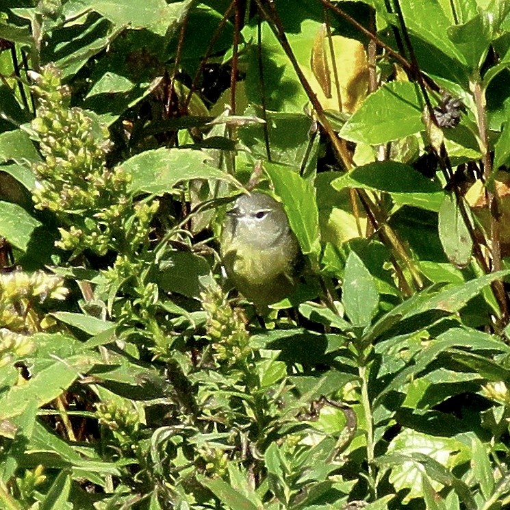 Paruline verdâtre - ML628865991