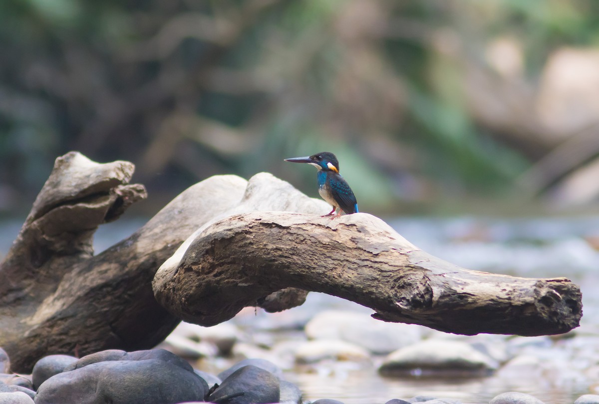 Malaysian Blue-banded Kingfisher - ML628866070