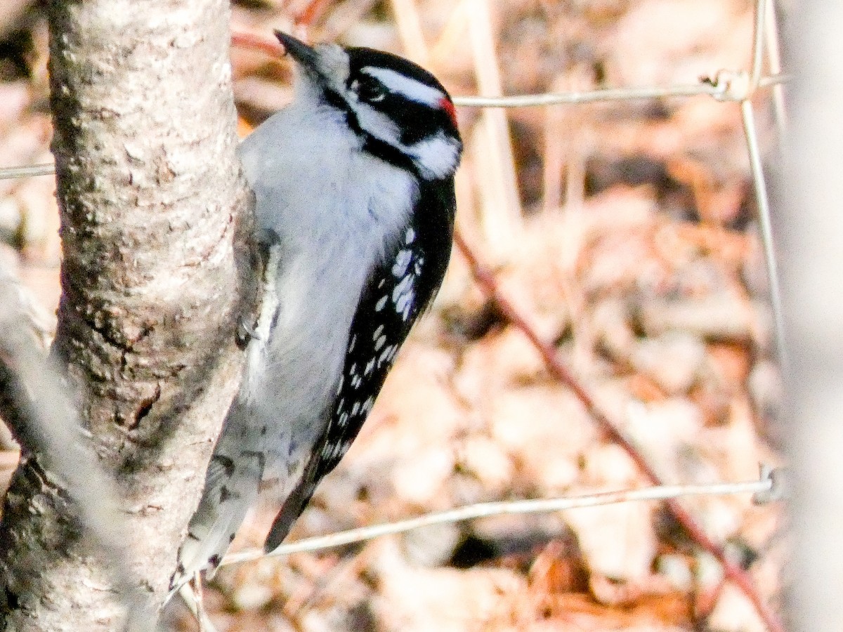 Downy Woodpecker - ML628866161