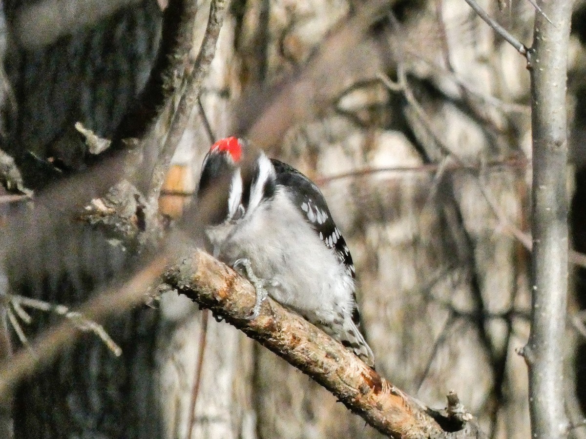 Downy Woodpecker - ML628866162