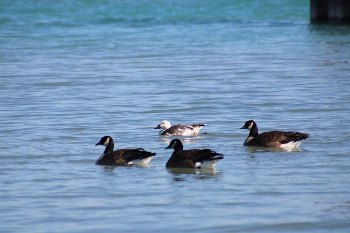 Snow Goose - ML628866217