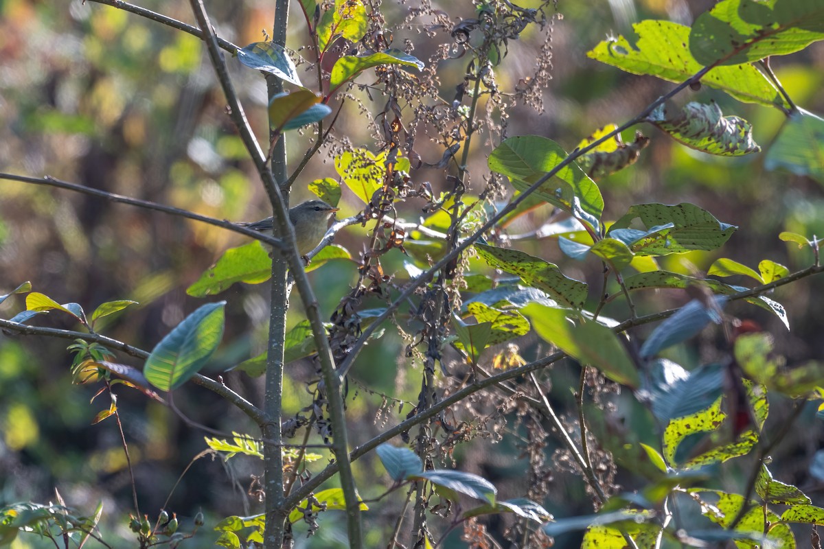 Hume's Bush Warbler - ML628866290