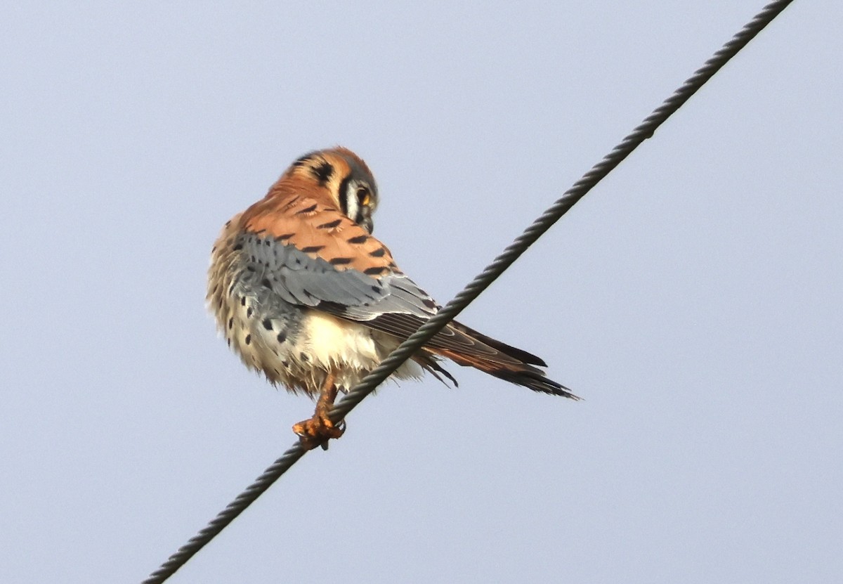 American Kestrel - ML628866478