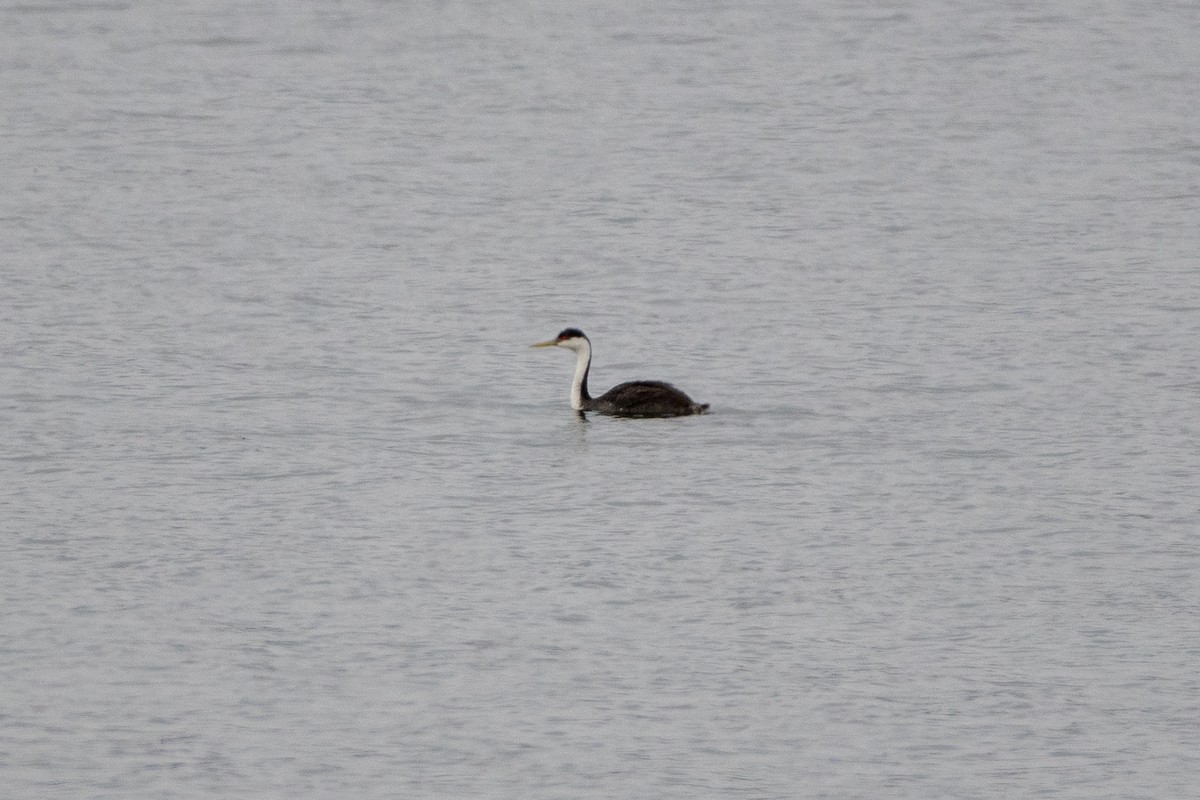 Western Grebe - ML628866485
