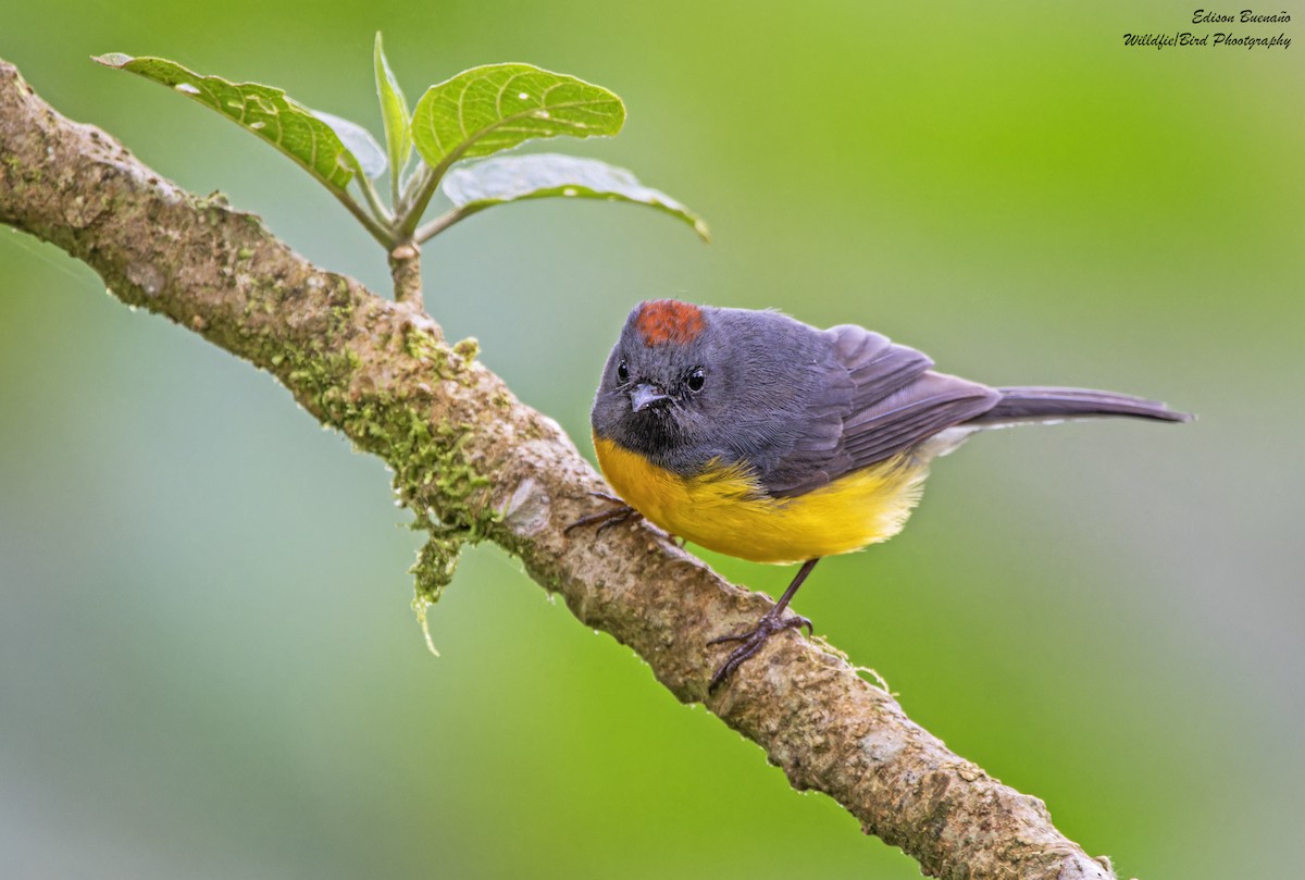 Slate-throated Redstart - ML628866498