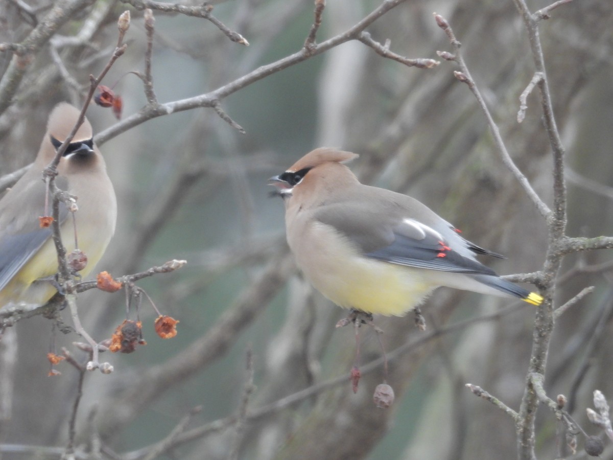 Cedar Waxwing - ML628866819
