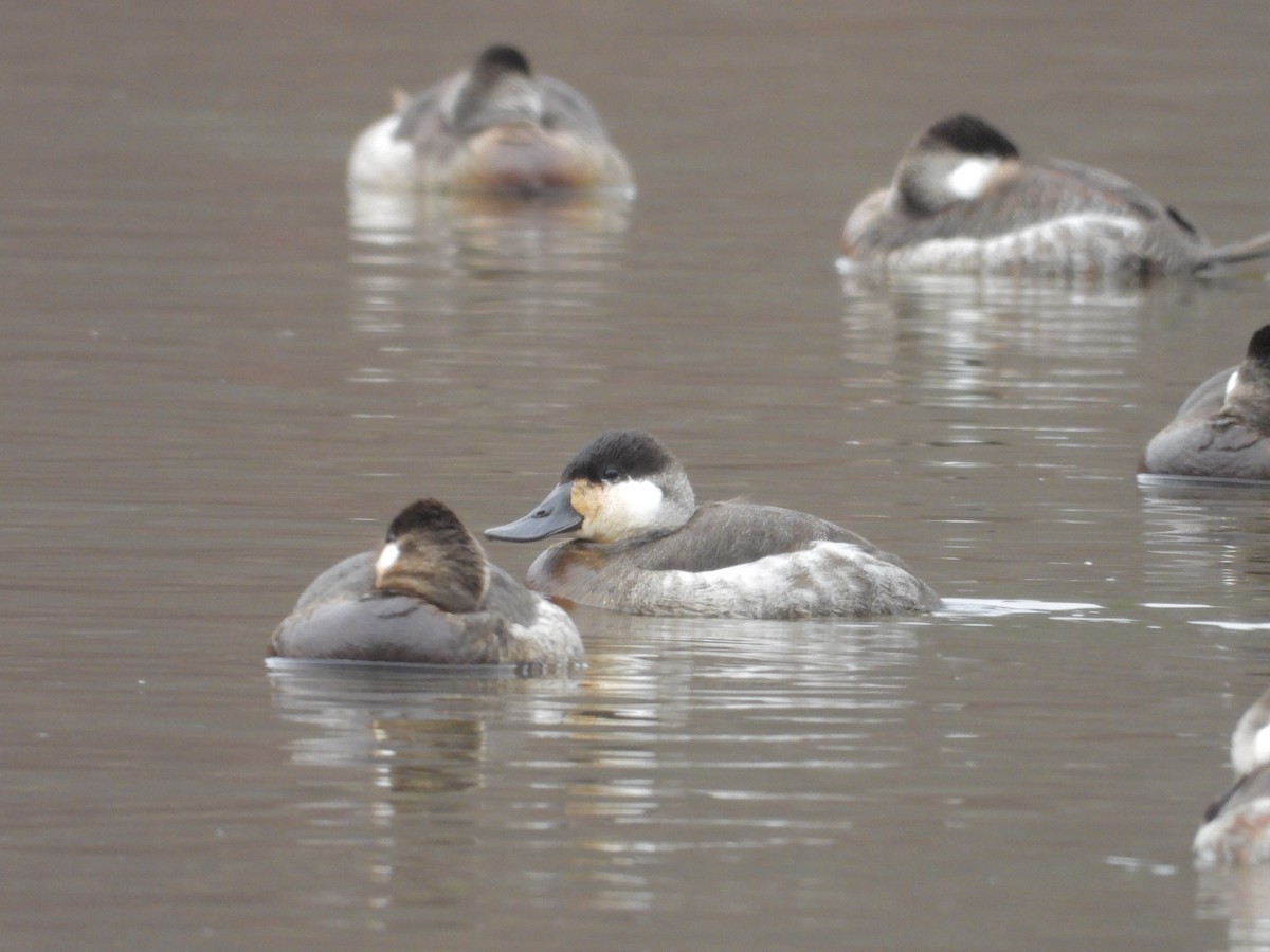 Ruddy Duck - ML628866914