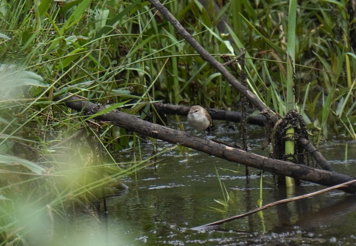 Lesser Swamp Warbler - ML628866932