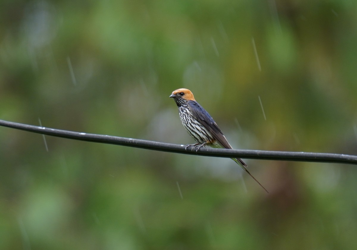 Lesser Striped Swallow - ML628866938