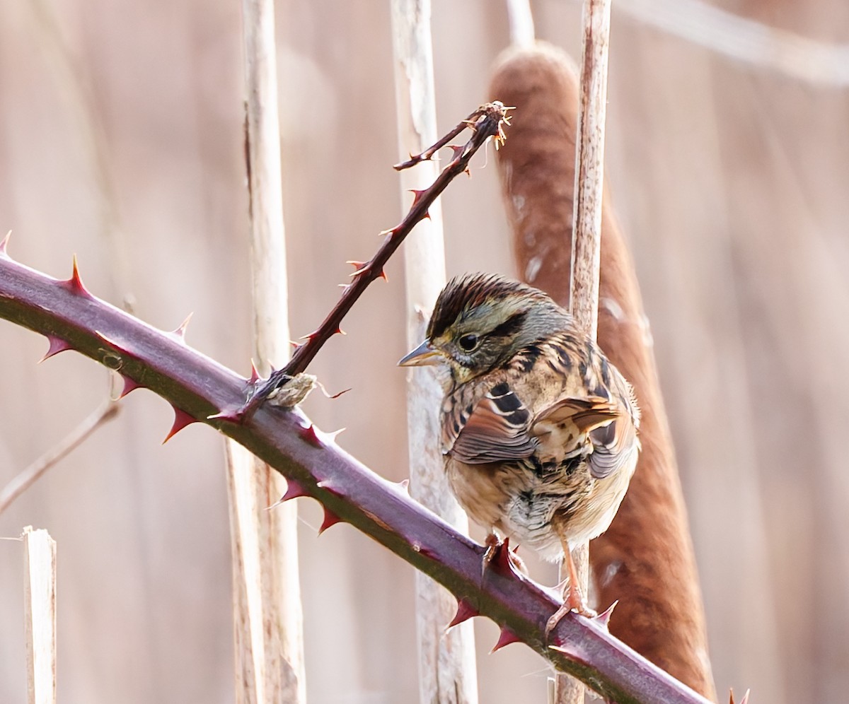 Swamp Sparrow - ML628867005