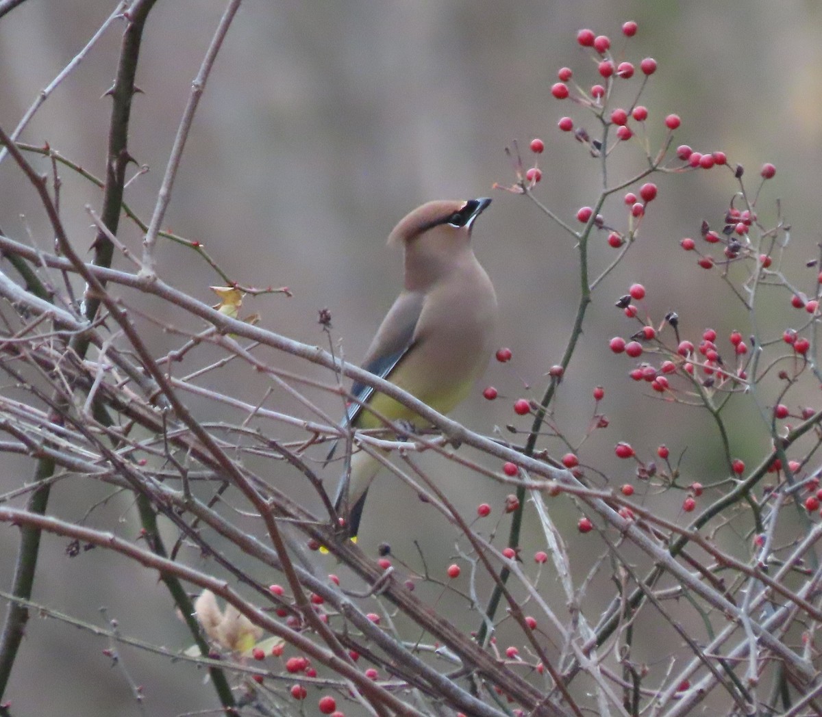 Cedar Waxwing - ML628867064