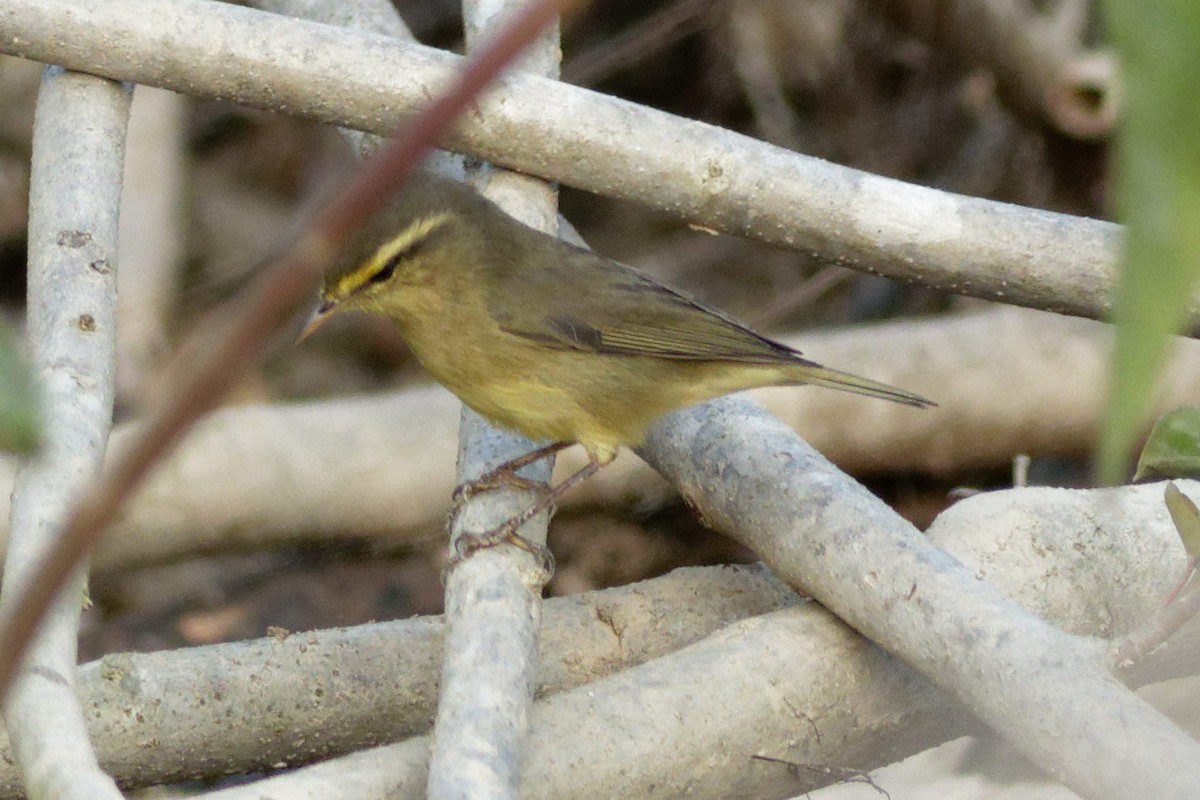 Тиккелийн дууч шувуу - ML628867171