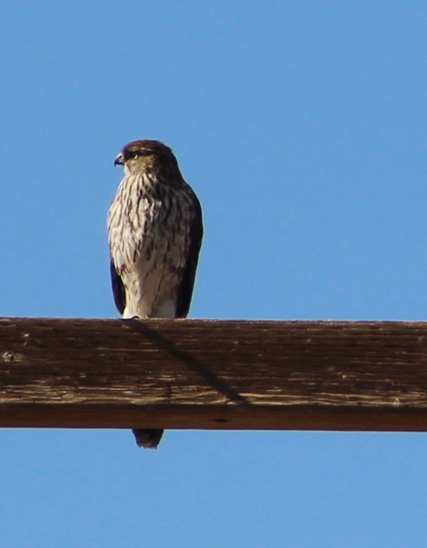 Cooper's Hawk - ML628867185