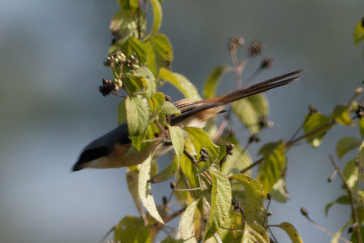 Алаг дунхай - ML628867391