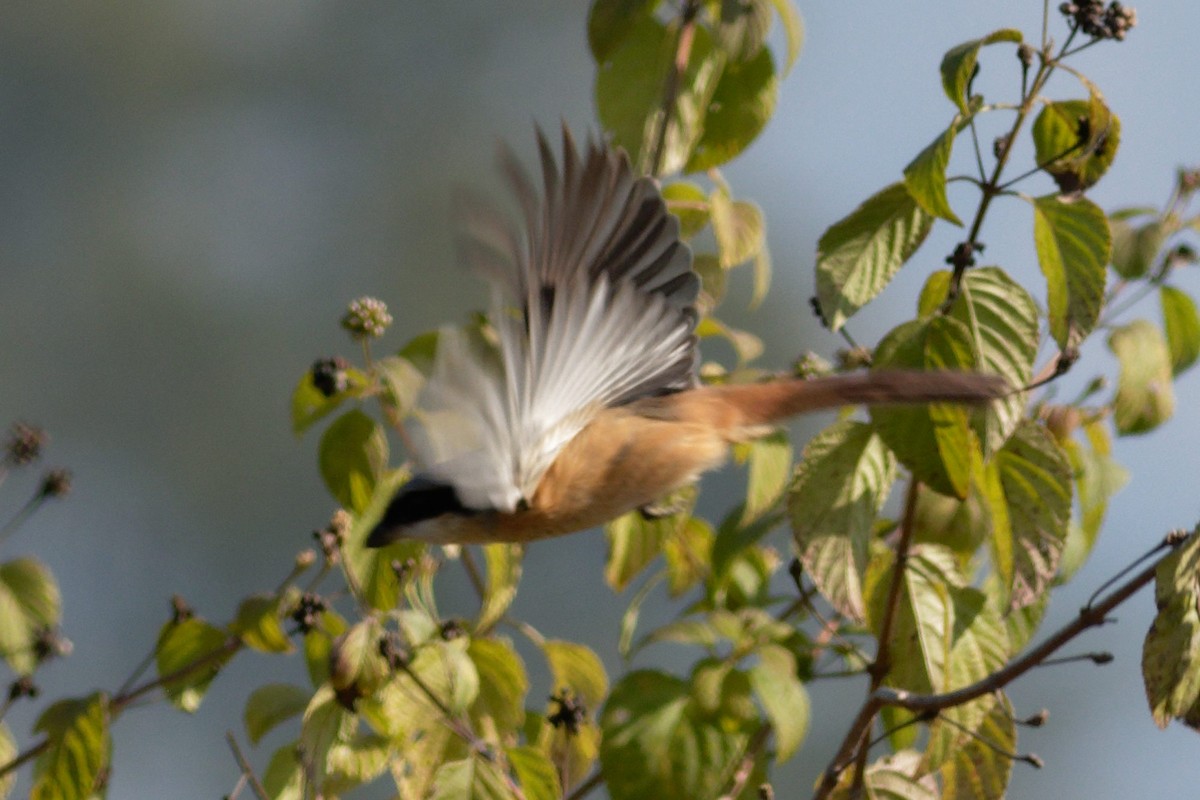 Алаг дунхай - ML628867392