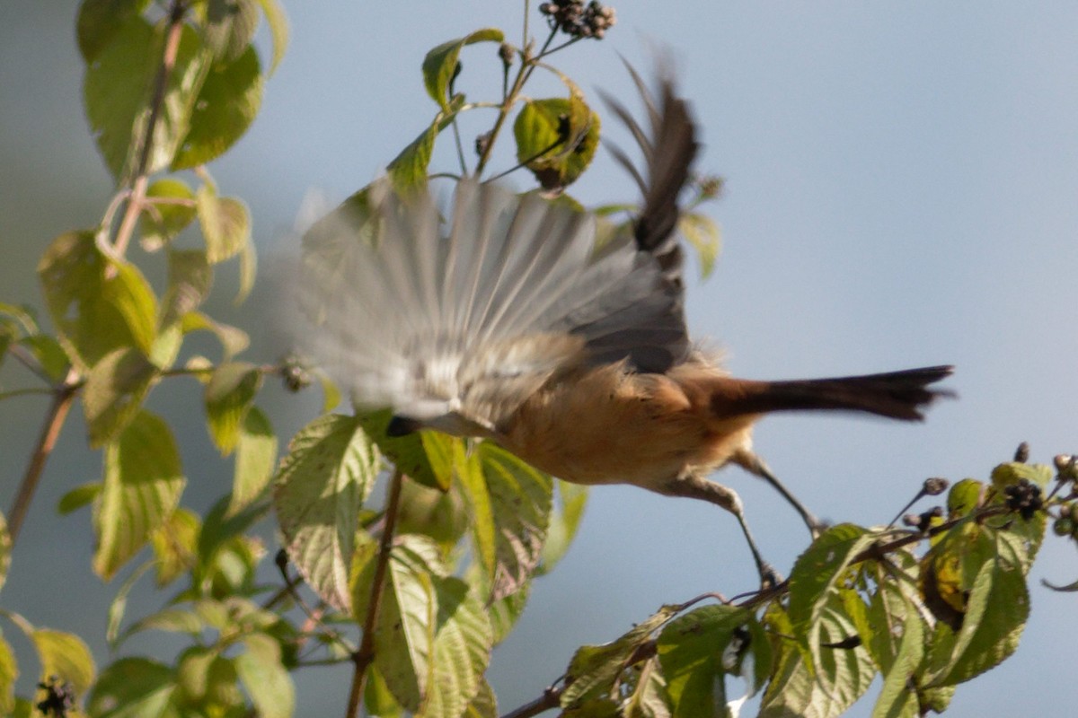Алаг дунхай - ML628867393