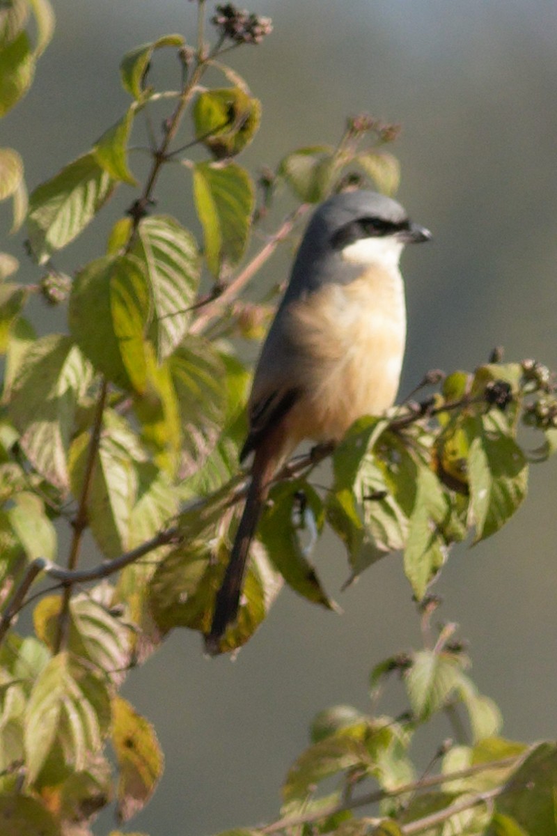 Алаг дунхай - ML628867394