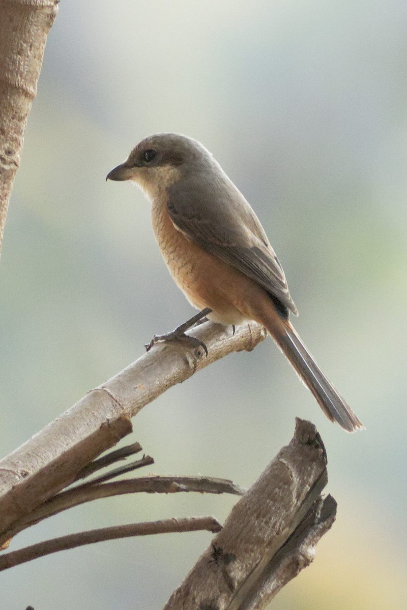 Алаг дунхай - ML628867581