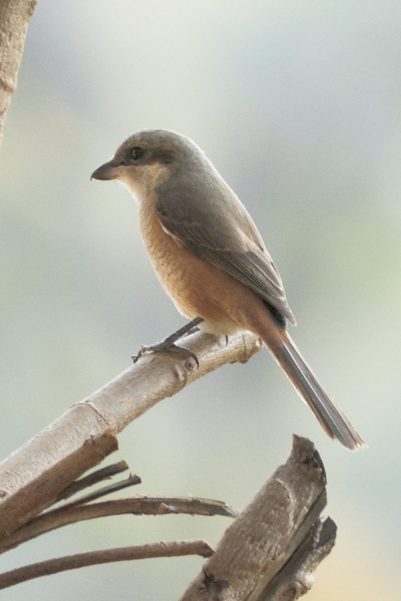 Алаг дунхай - ML628867582