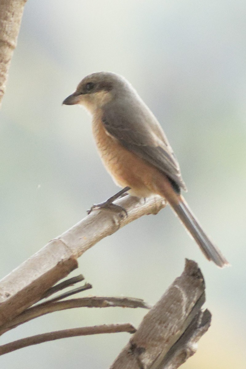 Алаг дунхай - ML628867583