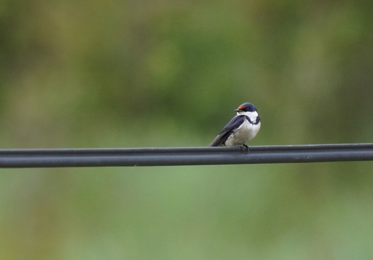 White-throated Swallow - ML628867607