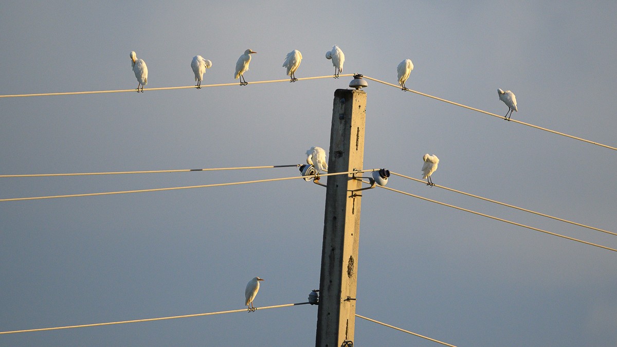Western Cattle-Egret - ML628867618