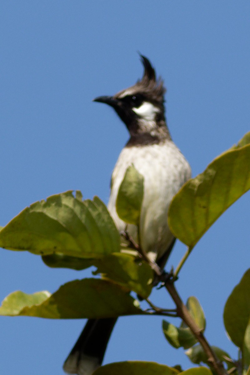 Himalayan Bulbul - ML628867675