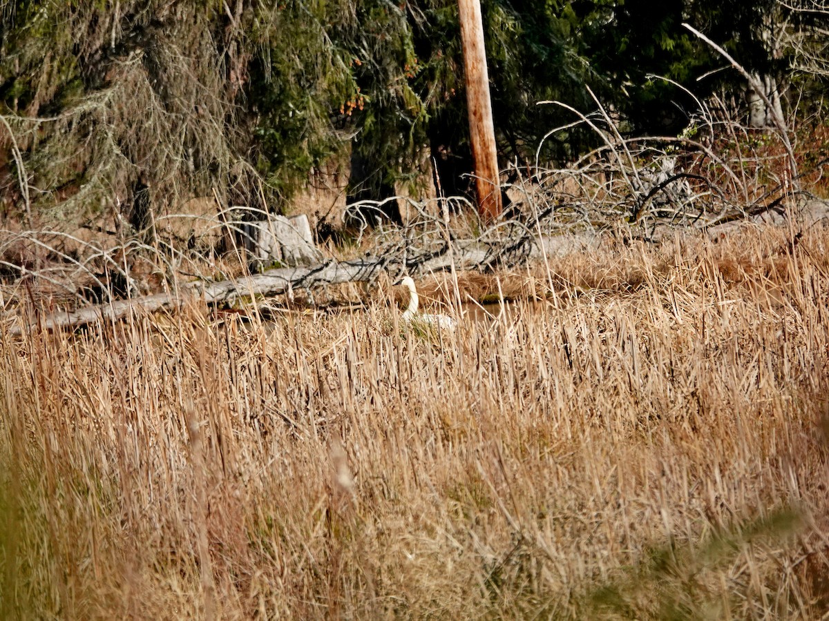 Trumpeter Swan - ML628867750