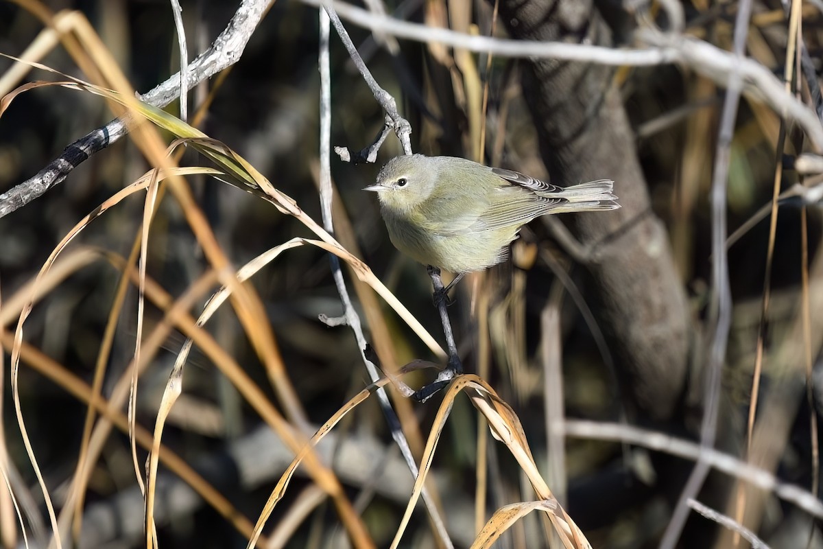 Orange-crowned Warbler - ML628867803