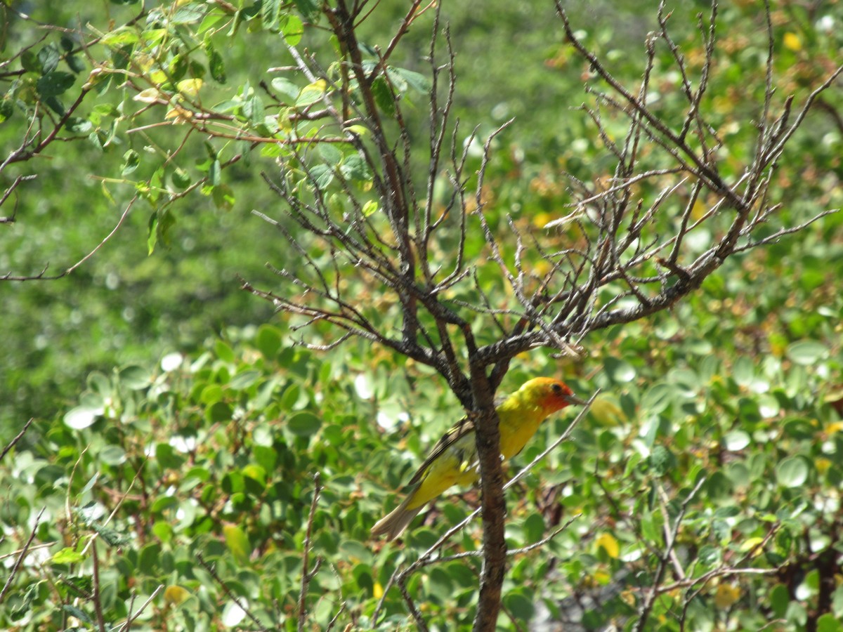 Western Tanager - ML628867892