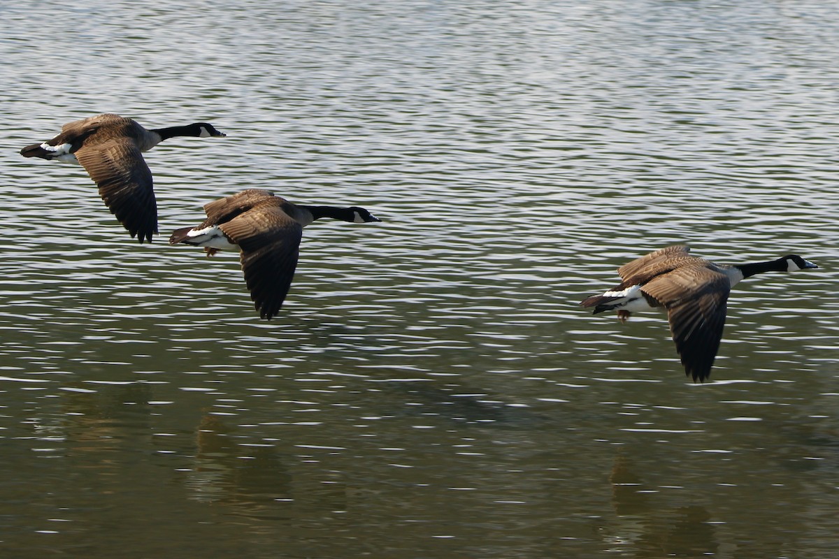 Canada Goose - ML628868270