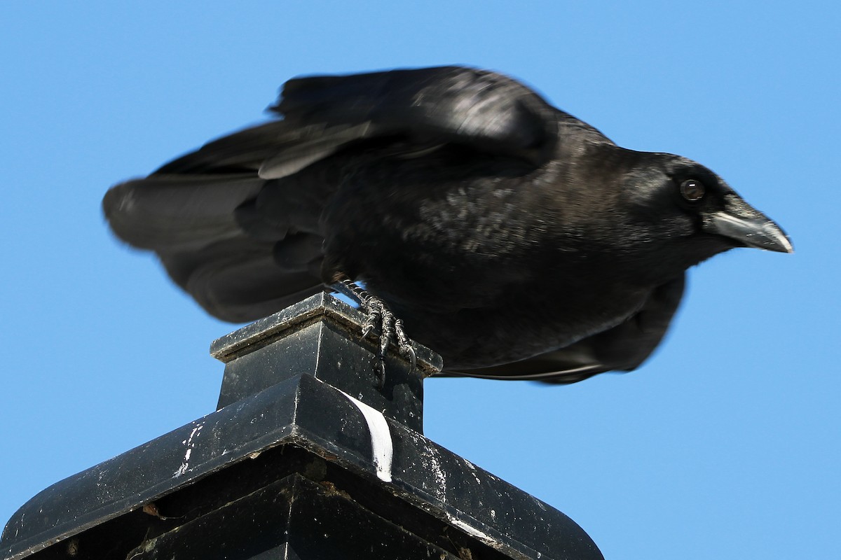 American Crow - ML628868308