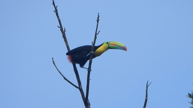 Keel-billed Toucan - ML628868722