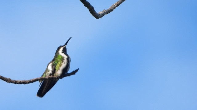 Black-throated Mango - ML628868762