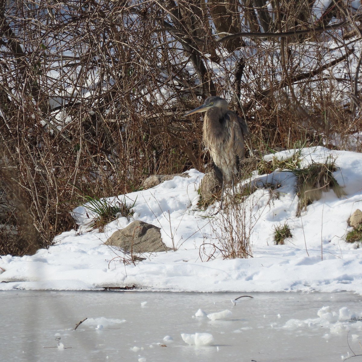 Great Blue Heron (Great Blue) - ML628868849