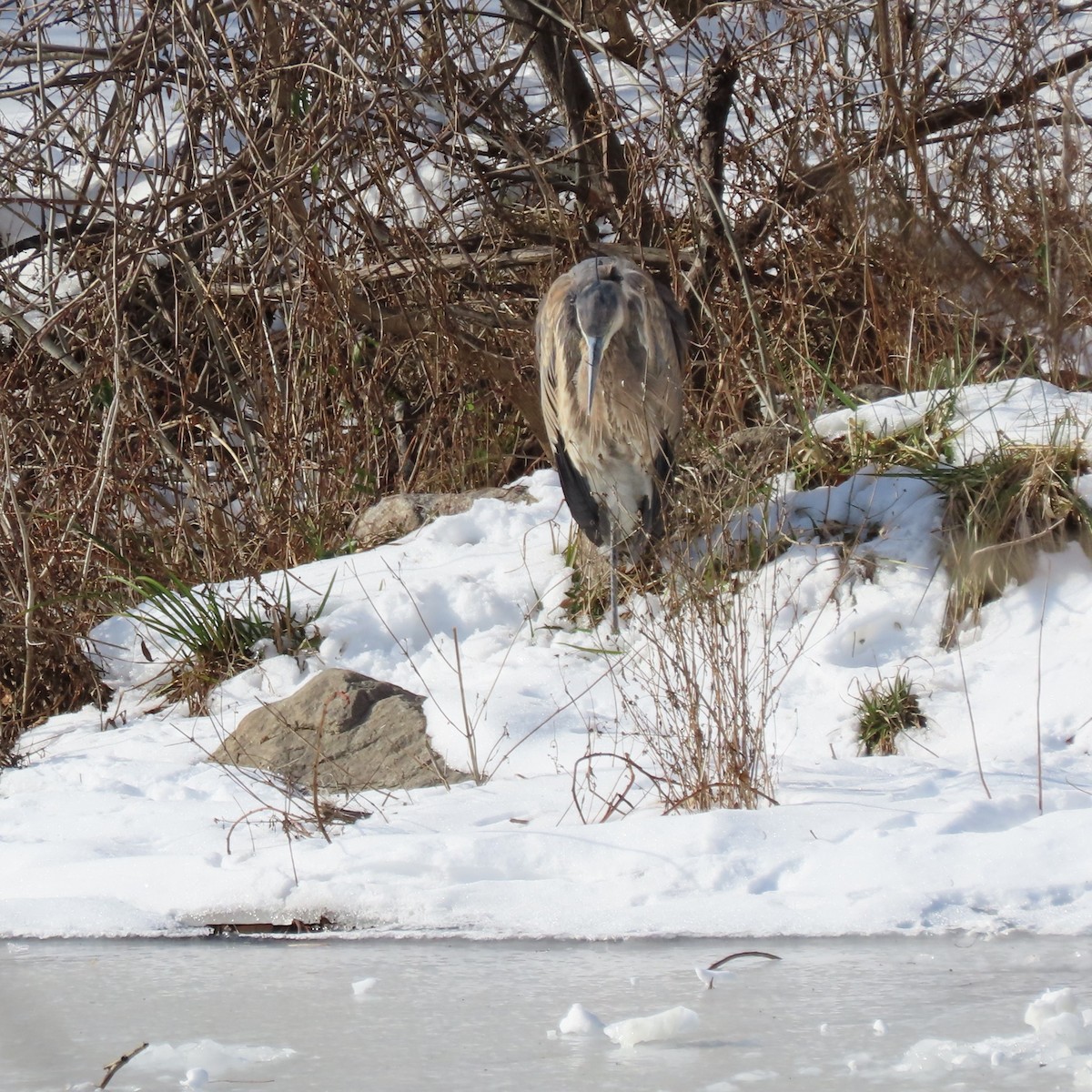Great Blue Heron (Great Blue) - ML628868851