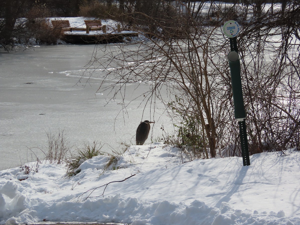 Great Blue Heron (Great Blue) - ML628868852