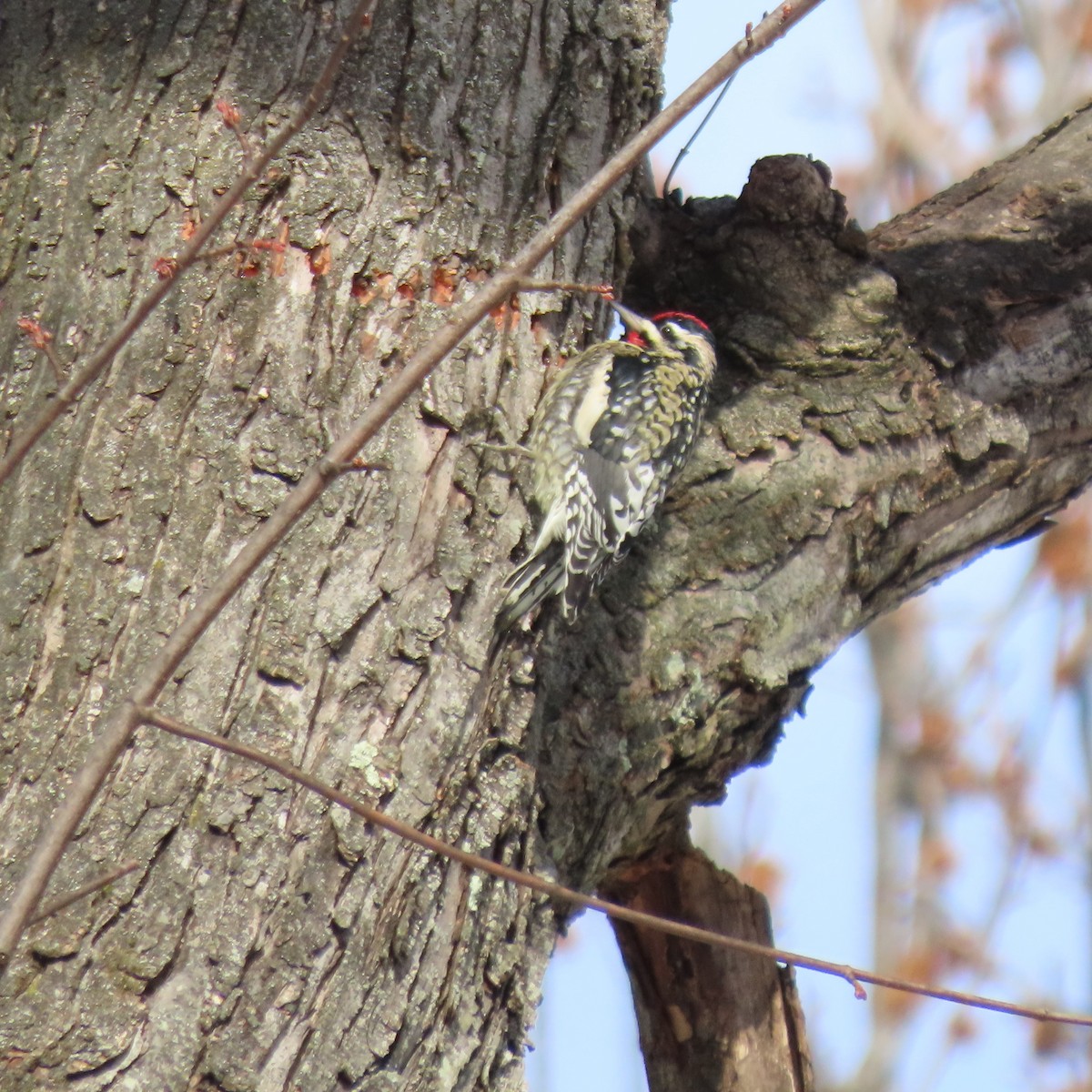 Yellow-bellied Sapsucker - ML628868859