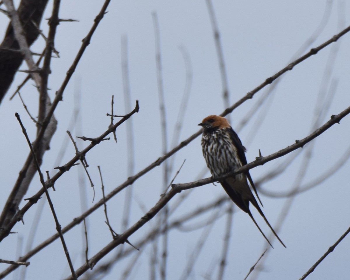 Lesser Striped Swallow - ML628868897