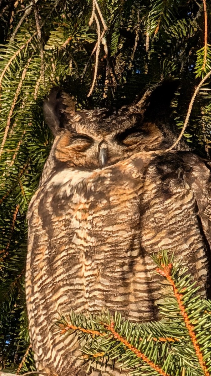 Great Horned Owl - ML628868975