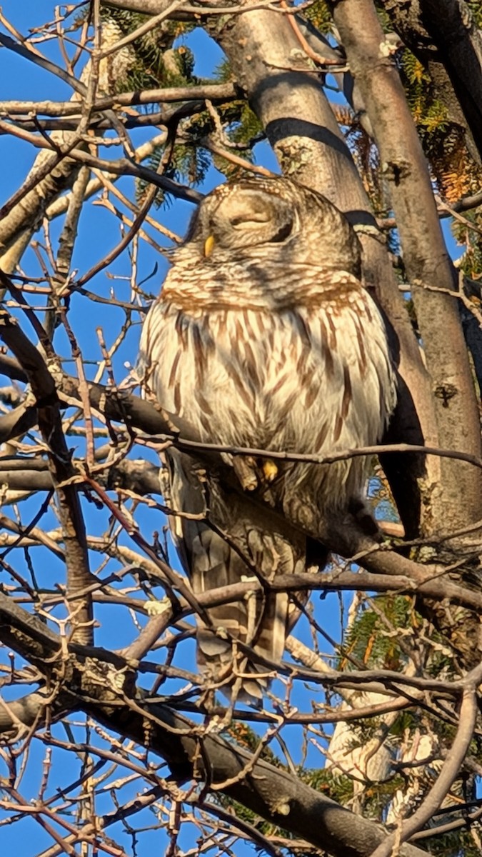 Barred Owl - ML628868978