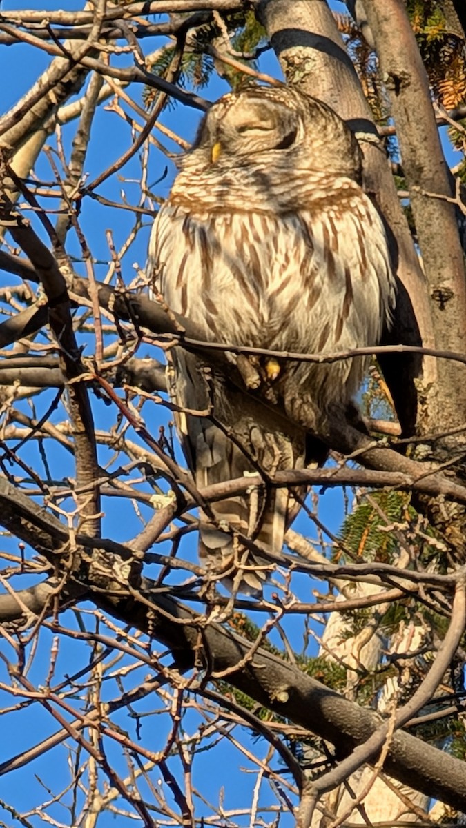 Barred Owl - ML628868983