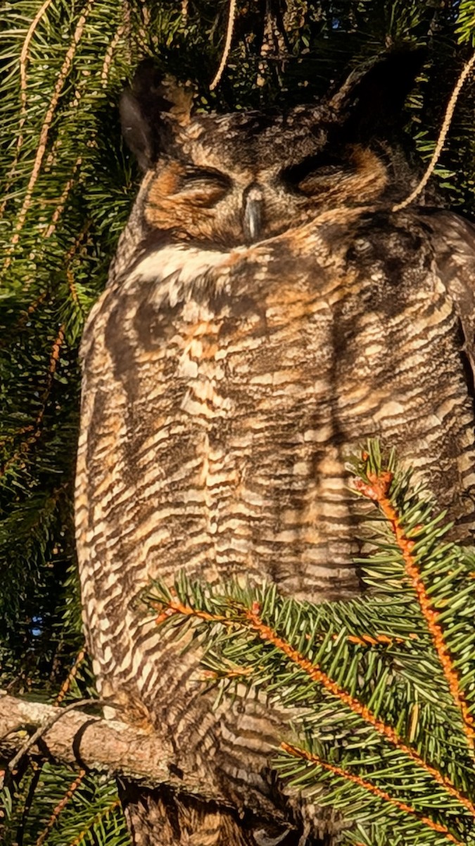 Great Horned Owl - ML628868997
