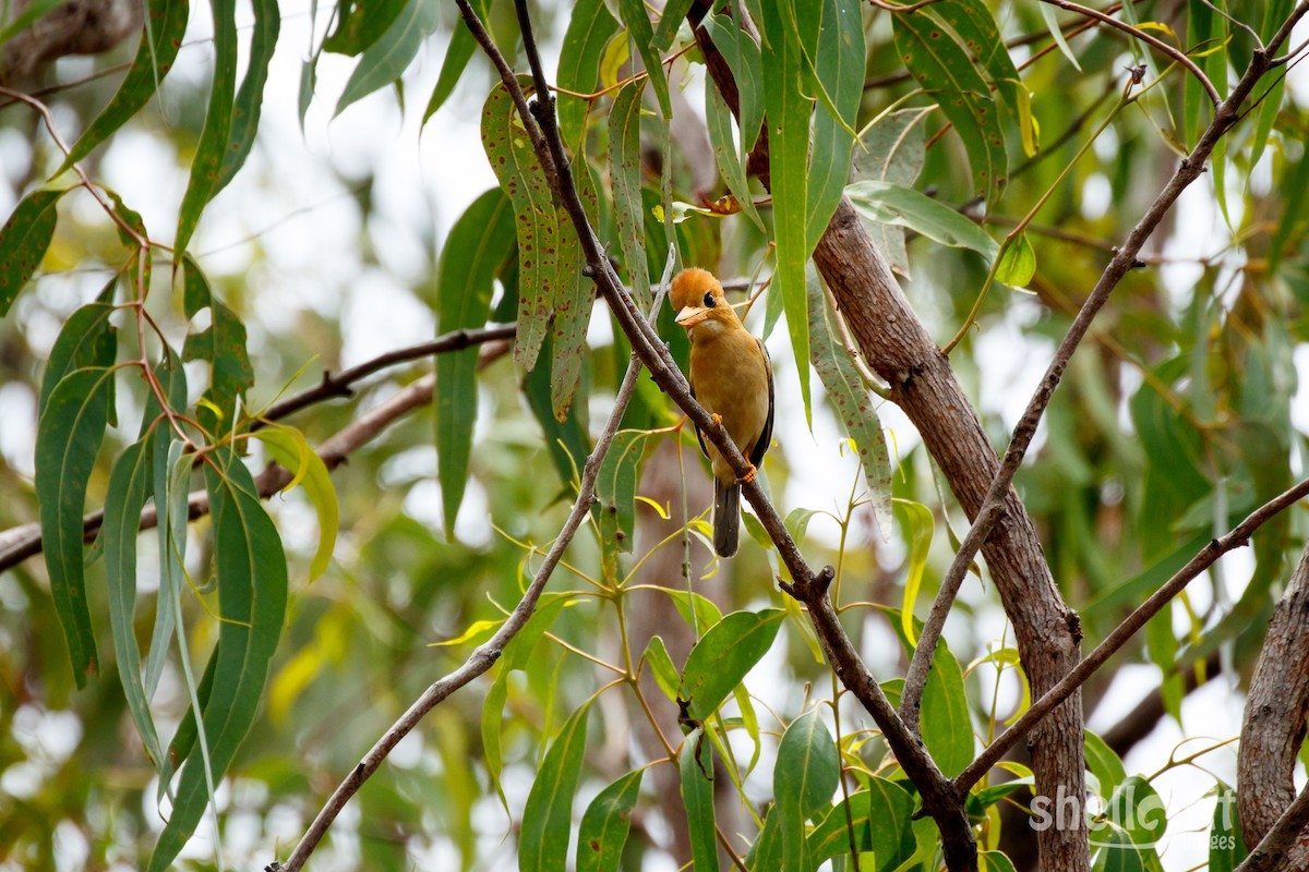 Yellow-billed Kingfisher - ML62886911