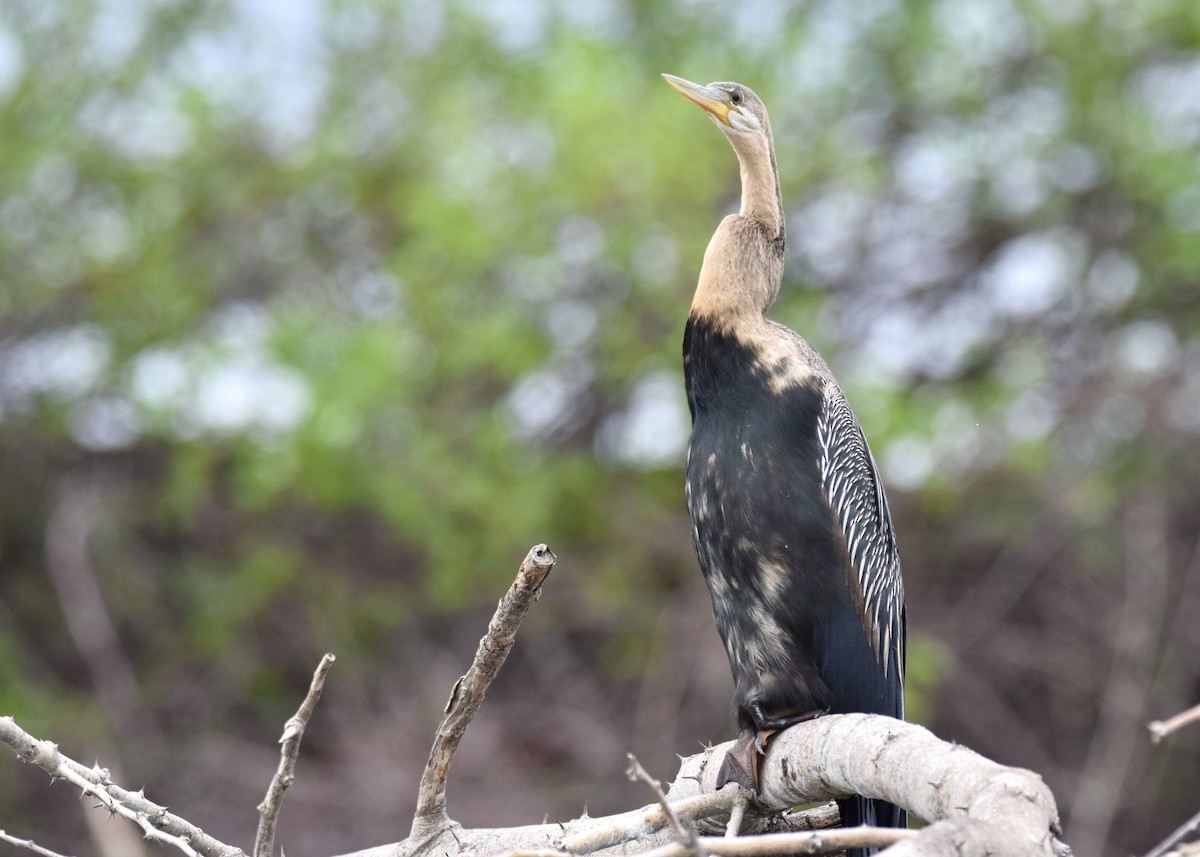 African Darter - ML628869127