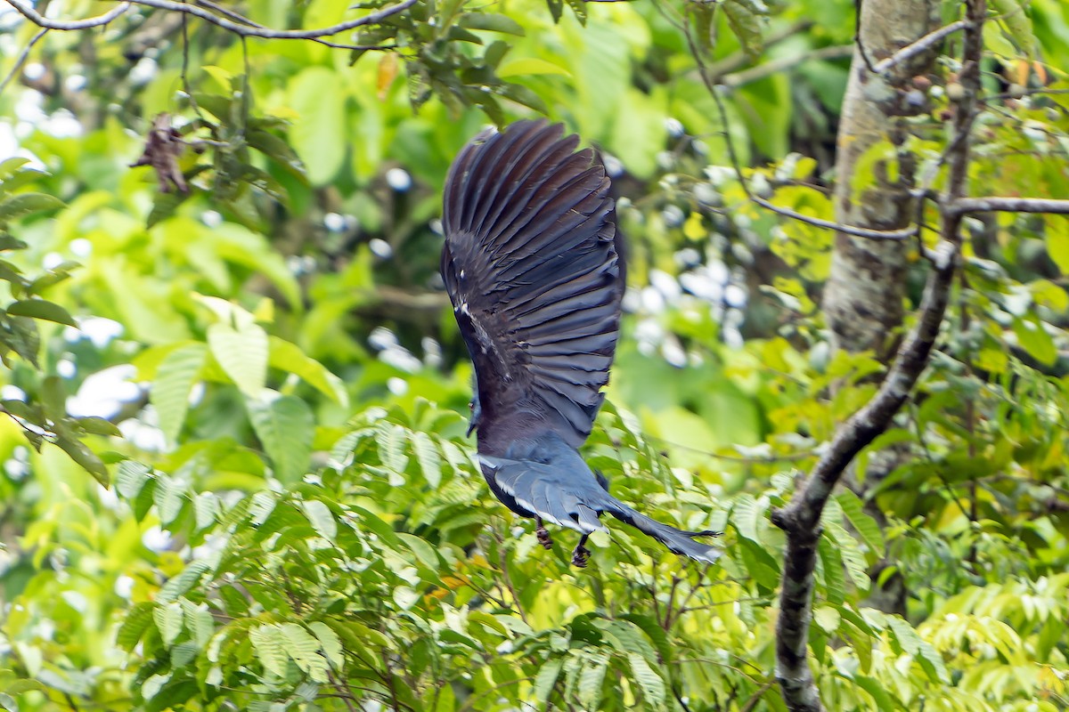 Sclater's Crowned-Pigeon - ML628869185