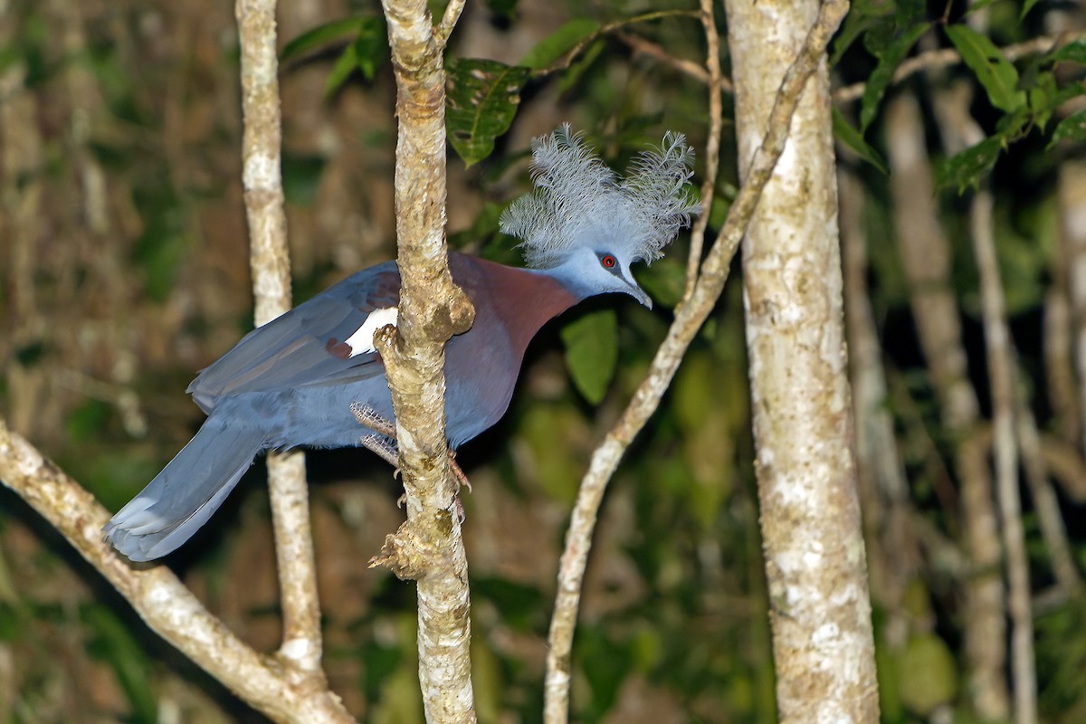 Sclater's Crowned-Pigeon - ML628869186