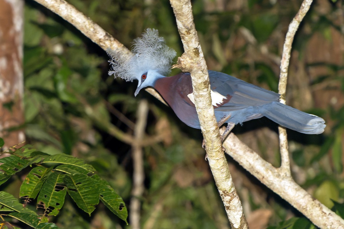 Sclater's Crowned-Pigeon - ML628869187