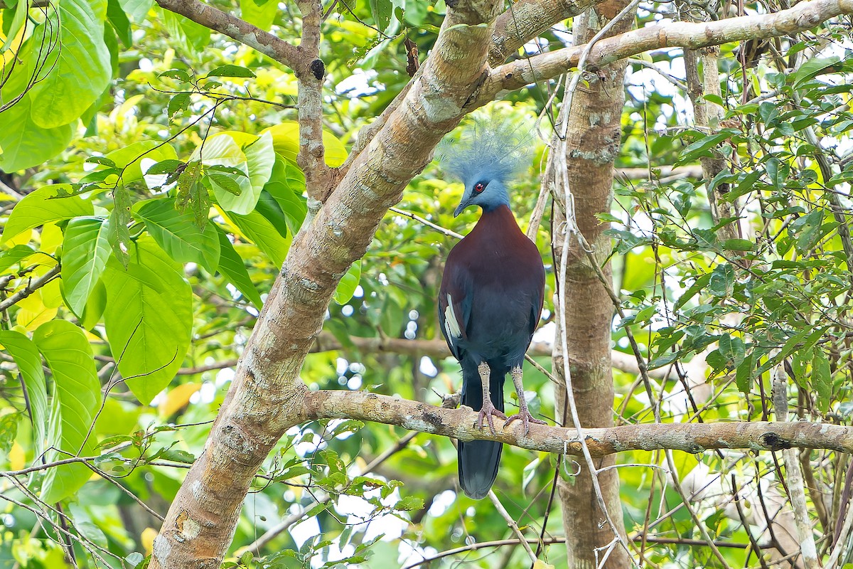 Sclater's Crowned-Pigeon - ML628869189
