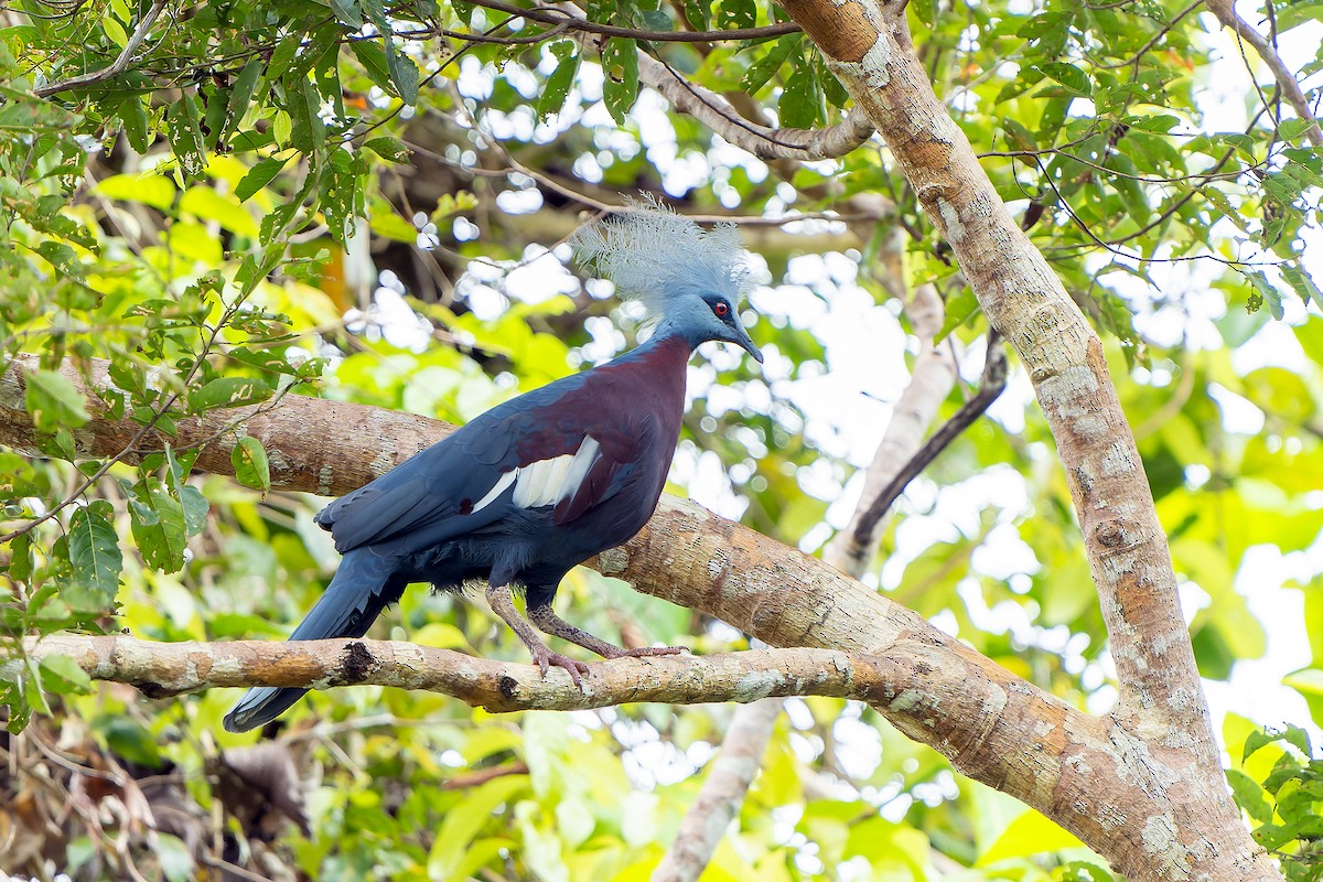 Sclater's Crowned-Pigeon - ML628869190